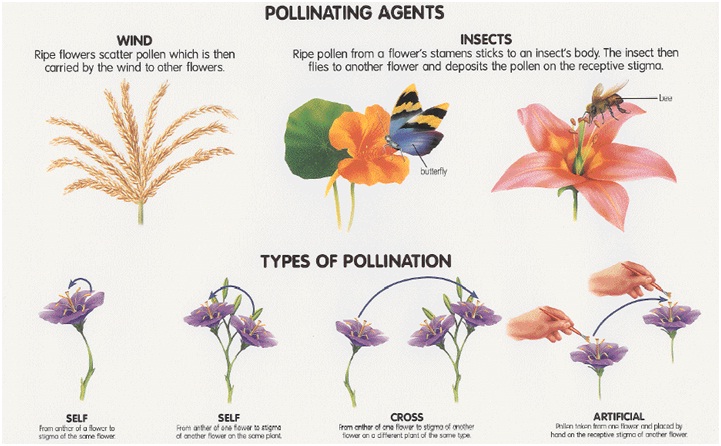 pollinating types